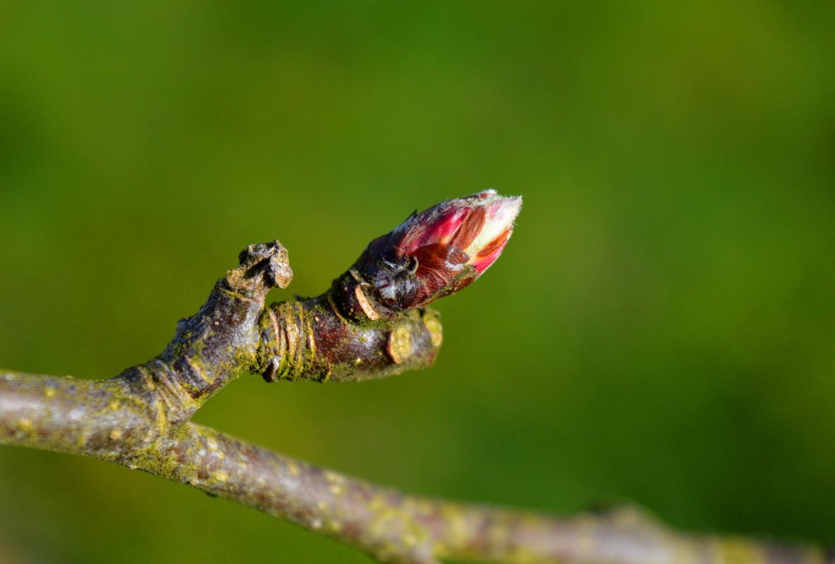 bourgeon de pommier