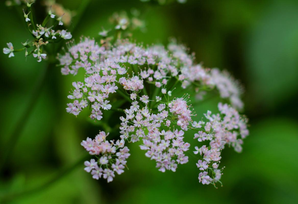 Valeriana officinalis