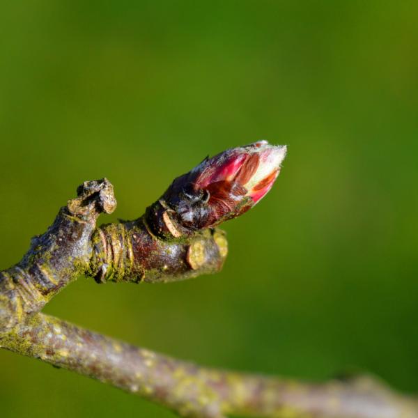 La gemmothérapie ou médecine des bourgeons