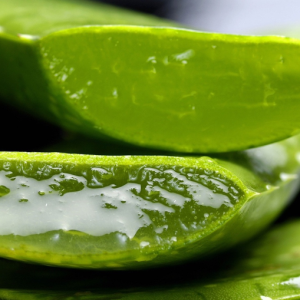 Les bienfaits de l’aloe vera au quotidien