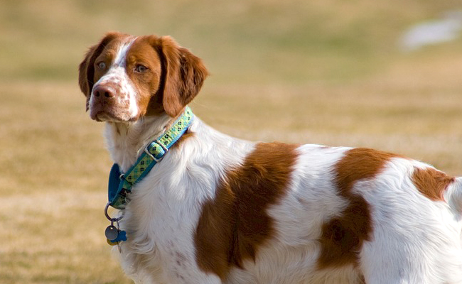 Bien préparer votre chien pour la chasse