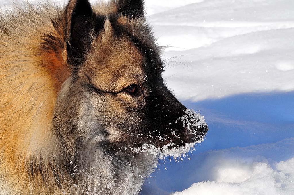 Bientôt l’hiver, quelques conseils pour aider votre chien ou votre chat