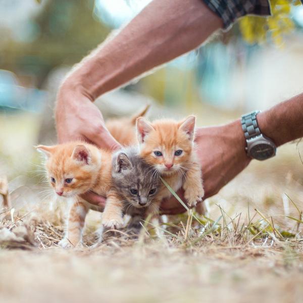 Chiots et chatons : les informations essentielles pour un départ réussi