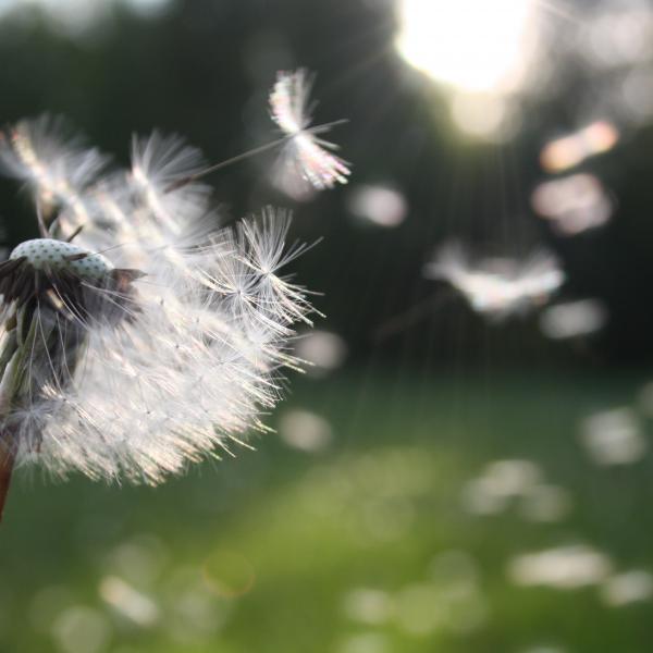 Le point sur les allergies au pollen