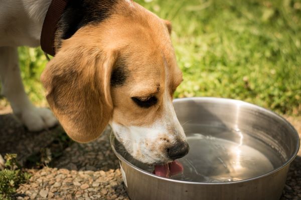 Canicule : Protéger nos compagnons pendant les grandes chaleurs