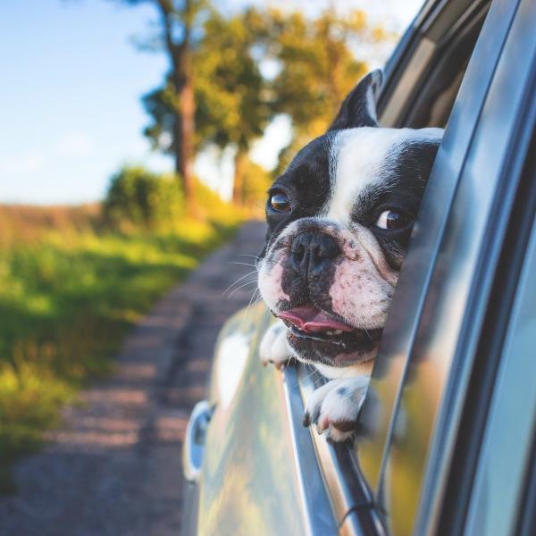 Voyage : Comment assurer le confort de votre animal en voiture ?